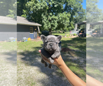 Small Photo #1 French Bulldog Puppy For Sale in PEORIA, IL, USA
