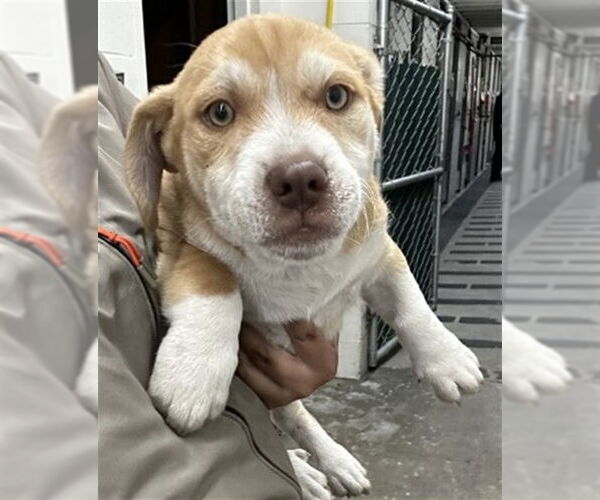 Medium Photo #1 American Pit Bull Terrier-Unknown Mix Puppy For Sale in San Bernardino, CA, USA