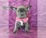 Small French Bulldog