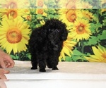 Pedro - Male Poodle (Toy) Puppy for Sale - Photo #24
