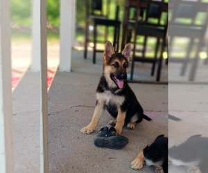 German Shepherd Dog Puppy for Sale in DALLAS, North Carolina USA