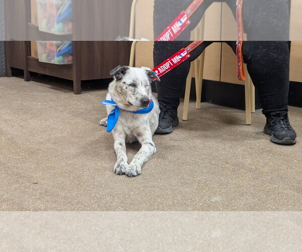 Medium Photo #6 Border Collie-Unknown Mix Puppy For Sale in Hinckley, IL, USA