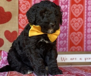 Goldendoodle Puppy for sale in LANCASTER, PA, USA