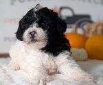 Small #4 Poodle (Miniature)