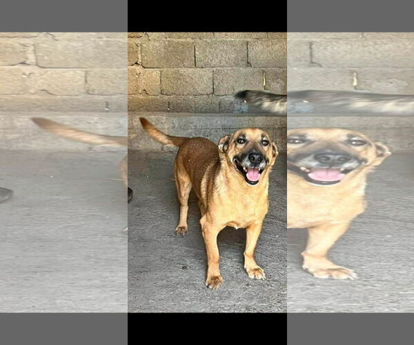 Medium Photo #2 Dachshund-Unknown Mix Puppy For Sale in NYC, NY, USA