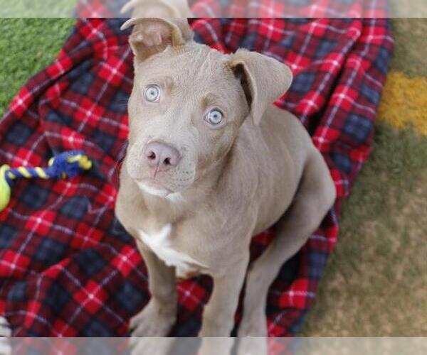 Medium Photo #1 American Pit Bull Terrier-Unknown Mix Puppy For Sale in Tallahassee, FL, USA
