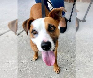 Gemma *Adopt or Foster* - Female Mutt Dog for Adoption - Photo #7