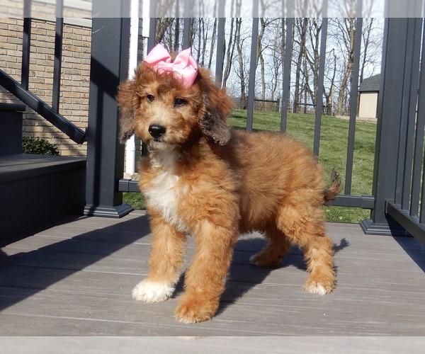 Medium Photo #2 Aussiedoodle Miniature  Puppy For Sale in MILLERSBURG, OH, USA