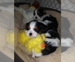 Small Photo #1 Cavalier King Charles Spaniel Puppy For Sale in HOWLAND, OH, USA