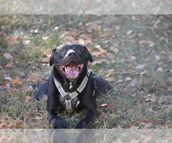 Medium Photo #9 American Pit Bull Terrier Puppy For Sale in Topeka, KS, USA