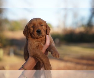 Golden Retriever Puppy for sale in FOUR OAKS, NC, USA