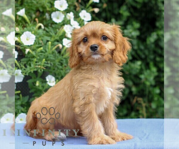 Medium Photo #5 Cavapoo Puppy For Sale in EAST EARL, PA, USA