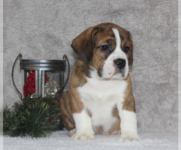 Medium Photo #4 Beabull Puppy For Sale in APPLE CREEK, OH, USA