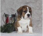 Small Photo #4 Beabull Puppy For Sale in APPLE CREEK, OH, USA