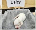 Puppy Daizy English Setter