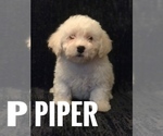 Puppy 6 Bichpoo