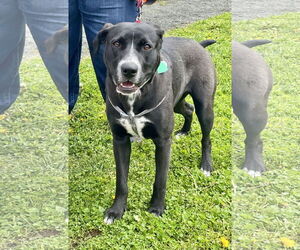 Borador Dogs for adoption in Oakhurst, NJ, USA