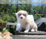 Small Photo #2 Australian Shepherd Puppy For Sale in HANOVER, MD, USA