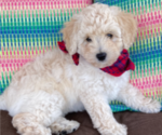 Small Photo #8 F2 Aussiedoodle Puppy For Sale in PENSACOLA, FL, USA