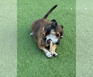 TIGER #3 - Male American Staffordshire Terrier-Dachshund Mix Dog for Adoption - Photo #2