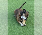 Small #1 American Staffordshire Terrier-Dachshund Mix