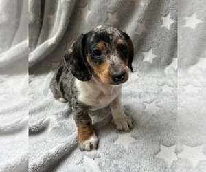 Dachshund Puppy for sale in ROGERS, OH, USA