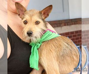 Mutt Dogs for adoption in Washington, DC, USA