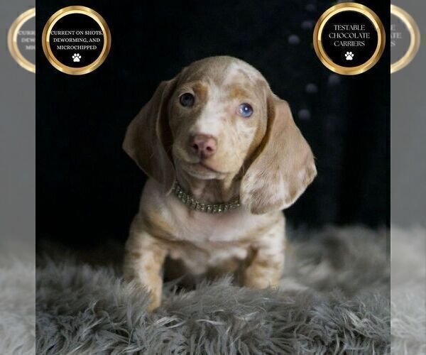 Medium Photo #2 Dachshund Puppy For Sale in WARSAW, IN, USA