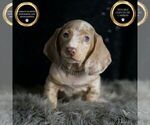 Small #1 Dachshund