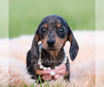 Small #2 Dachshund