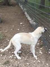 Anatolian Shepherd Puppy for sale in AUSTIN, TX, USA