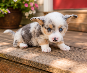 Pembroke Welsh Corgi Puppy for sale in MILTON, WI, USA
