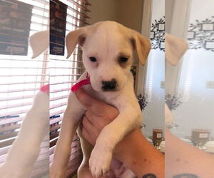 Labrador Retriever-Unknown Mix Dogs for adoption in Amarillo, TX, USA