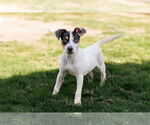 Small #18 Basenji-Rat Terrier Mix