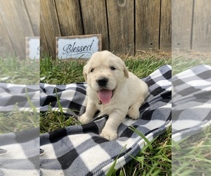 English Cream Golden Retriever Puppy for sale in FRANKLIN, KY, USA