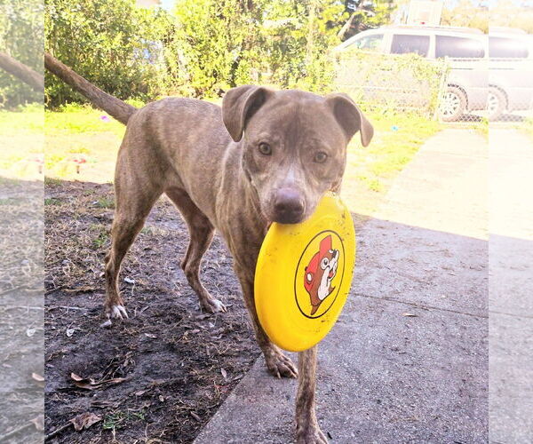 Medium Photo #2 Labrador Retriever-Unknown Mix Puppy For Sale in Tampa, FL, USA