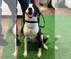 Cookie - Female Collie-Labrador Retriever Mix Dog for Adoption - Photo #2