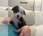 Puppy Scooby Cyan Miniature Australian Shepherd