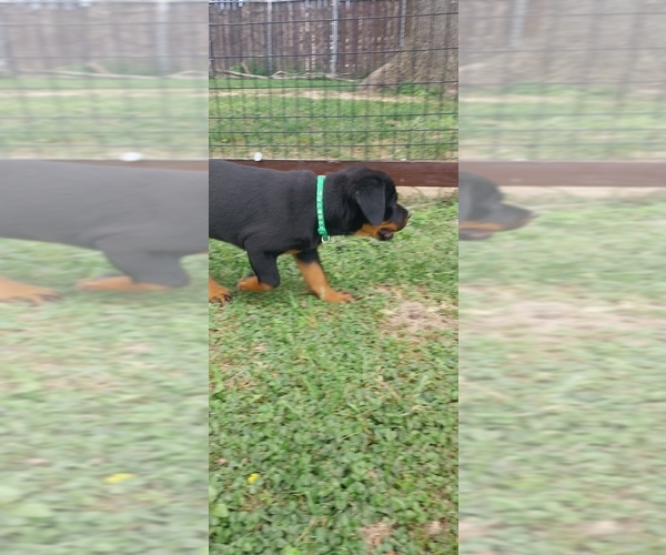 Medium Photo #9 Rottweiler Puppy For Sale in DANVILLE, IL, USA