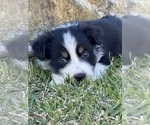 Small Photo #4 Australian Shepherd Puppy For Sale in BALDWIN, GA, USA