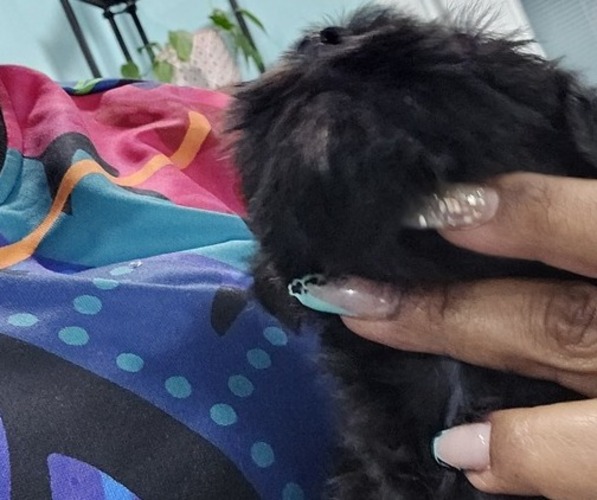 Medium Photo #10 Schnauzer (Miniature) Puppy For Sale in CHESAPEAKE, VA, USA