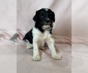 Bernedoodle (Miniature) Puppy for sale in LONGMONT, CO, USA
