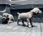 Small Photo #7 Cane Corso Puppy For Sale in SAINT JOSEPH, MO, USA