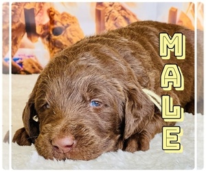 Labradoodle Puppy for Sale in BURNS, Tennessee USA