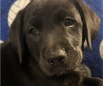 Small Photo #9 Labrador Retriever Puppy For Sale in SPOTSYLVANIA, VA, USA