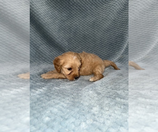 Medium Photo #13 Cavapoo mix (+ Poodle Miniature) Puppy For Sale in MUNFORDVILLE, KY, USA