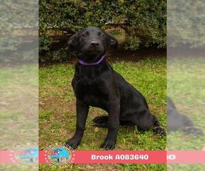 Labrador Retriever Dogs for adoption in Mobile, AL, USA