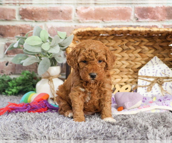 Medium Photo #26 Goldendoodle Puppy For Sale in SYRACUSE, IN, USA