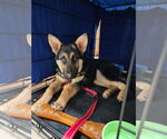 Small #8 German Shepherd Dog