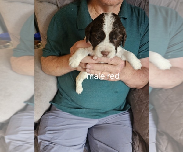 Medium Photo #6 English Springer Spaniel Puppy For Sale in LA CROSSE, WI, USA